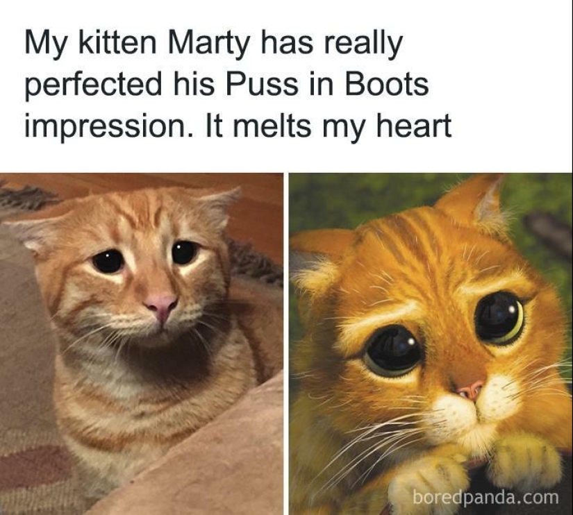 10 Times Animal Pics Were Just Perfect For Memes