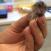 10 tiny animals in miniature plaster casts