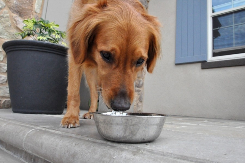 10 trucos que todo dueño de un perro debería saber