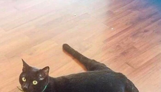 10 Unhinged Cat Pics That Require No Context To Be Enjoyed