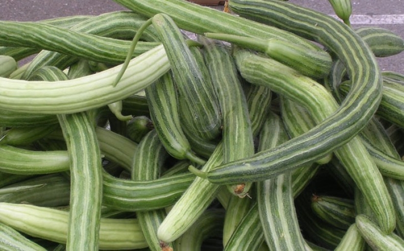 10 varieties of cucumbers, which you never heard
