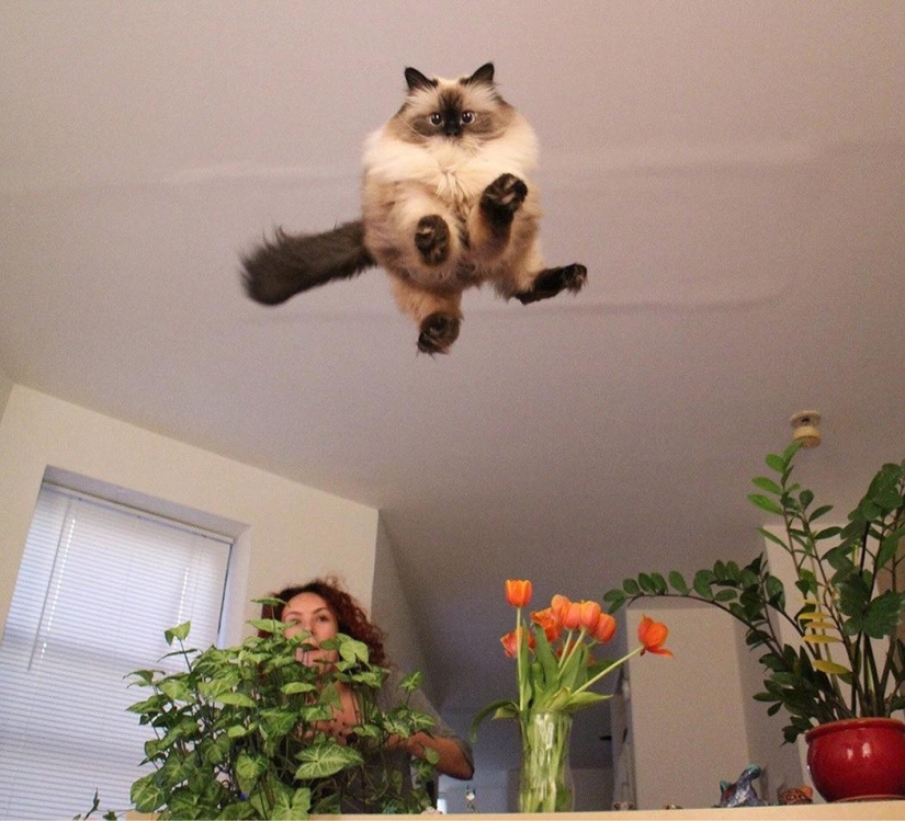 100 best cat photos of all time