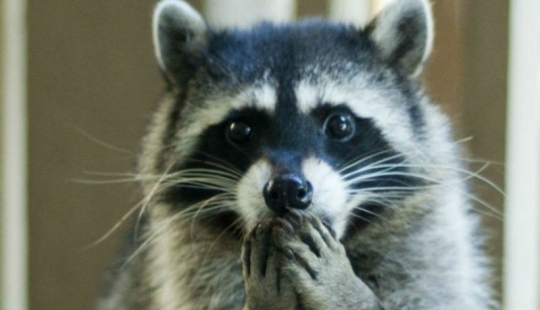 100 coolest Raccoon Photos of all time