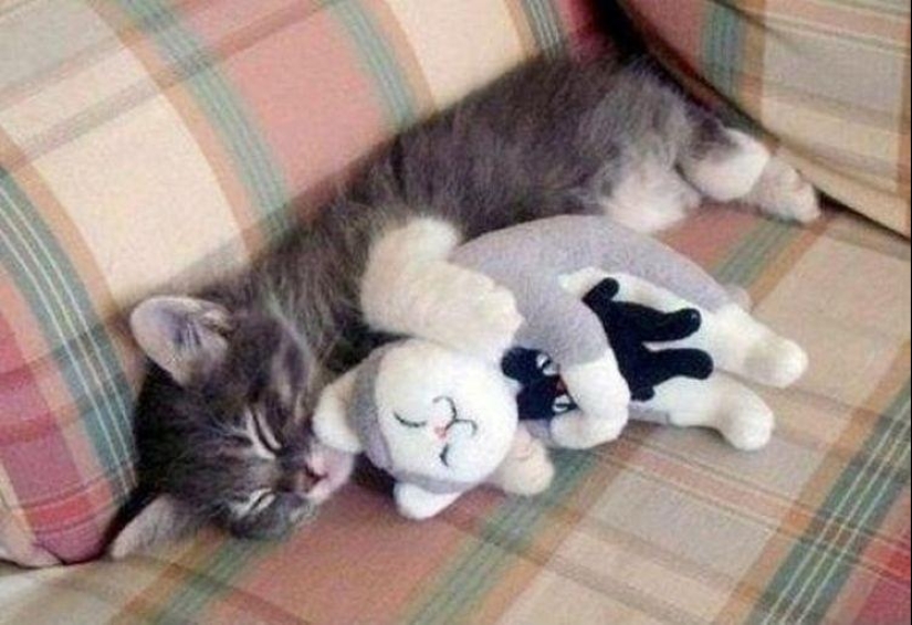 100 mejores fotos de gatos de todos los tiempos