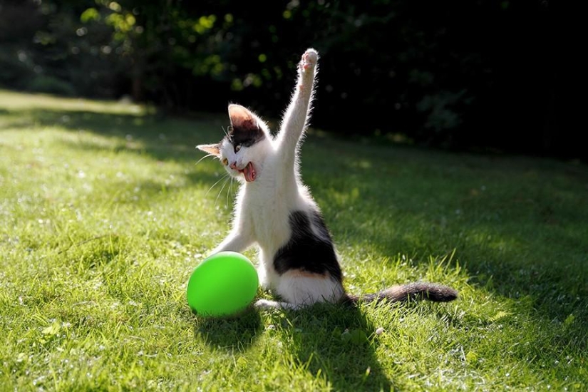 100 mejores fotos de gatos de todos los tiempos