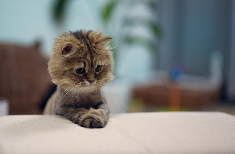 100 mejores fotos de gatos de todos los tiempos