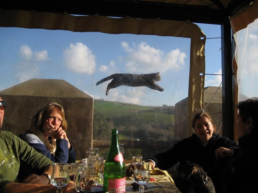 100 mejores fotos de gatos de todos los tiempos