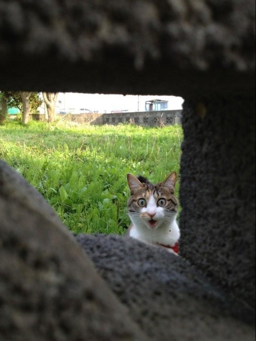 100 mejores fotos de gatos de todos los tiempos