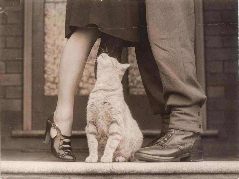 100 mejores fotos de gatos de todos los tiempos