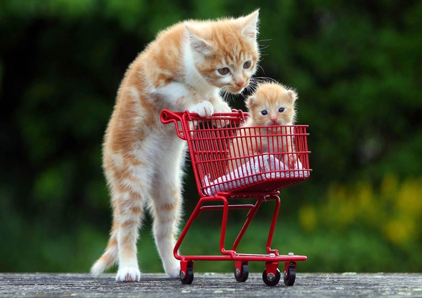 100 mejores fotos de gatos de todos los tiempos