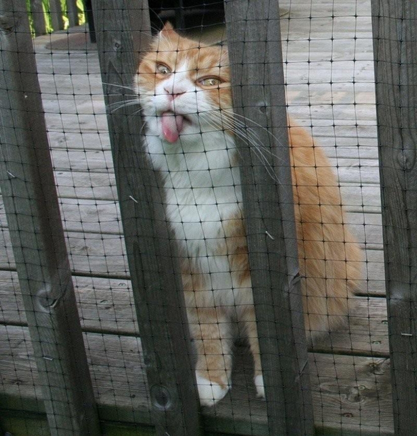 100 mejores fotos de gatos de todos los tiempos