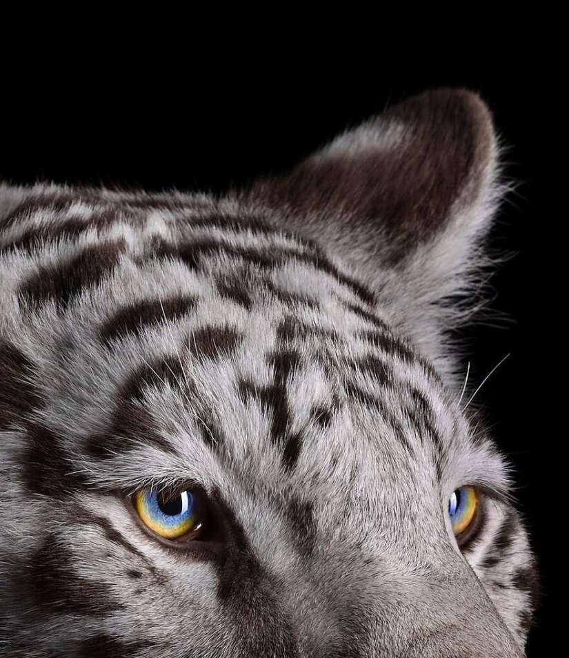 11 Captivating Studio Portraits Of Wild Animals Captured By Brad Wilson