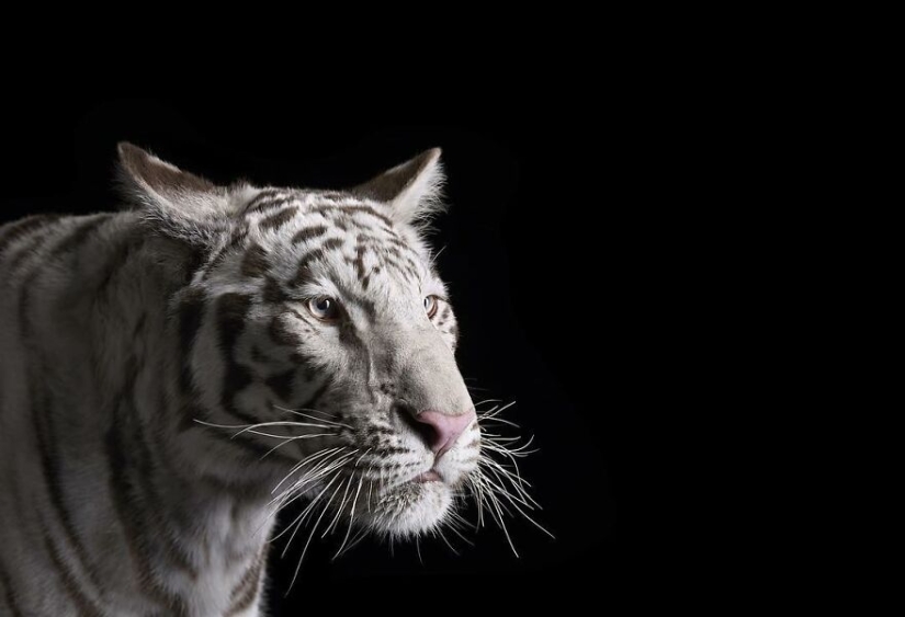 11 Captivating Studio Portraits Of Wild Animals Captured By Brad Wilson