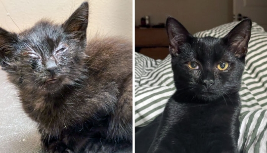 11 Cats Who Got A Second Chance At Life And Their Amazing Transformations