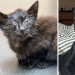 11 Cats Who Got A Second Chance At Life And Their Amazing Transformations