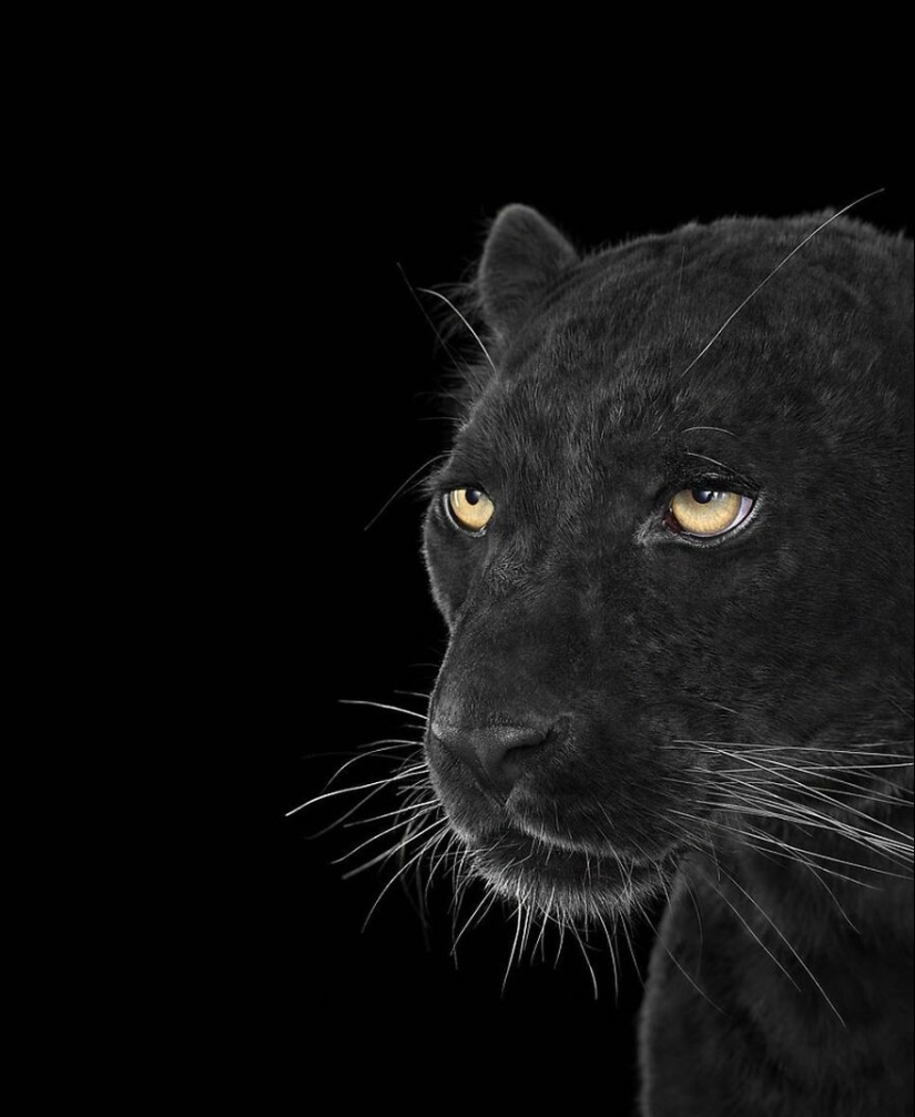 11 cautivadores retratos de estudio de animales salvajes capturados por Brad Wilson