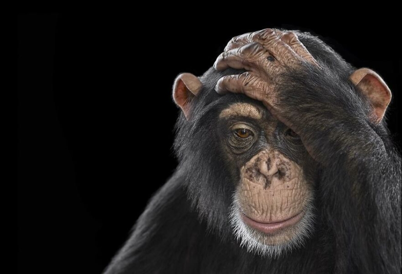 11 cautivadores retratos de estudio de animales salvajes capturados por Brad Wilson