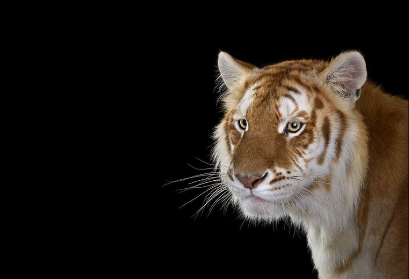 11 cautivadores retratos de estudio de animales salvajes capturados por Brad Wilson
