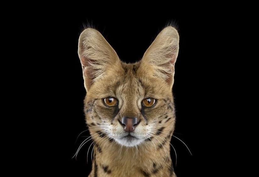 11 cautivadores retratos de estudio de animales salvajes capturados por Brad Wilson