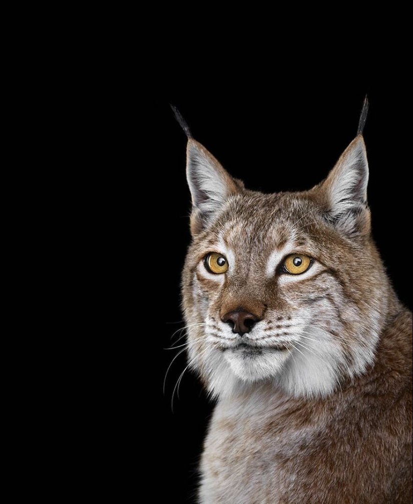 11 cautivadores retratos de estudio de animales salvajes capturados por Brad Wilson