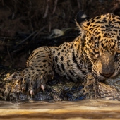 11 fotografías de vida salvaje que muestran el lado metálico, sereno y atrevido de la naturaleza