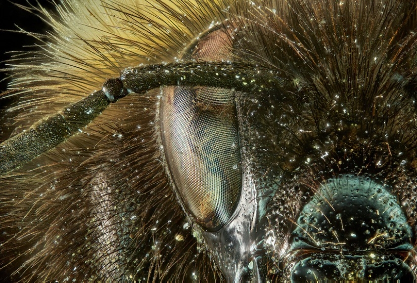 11 fotografías de vida salvaje que muestran el lado metálico, sereno y atrevido de la naturaleza
