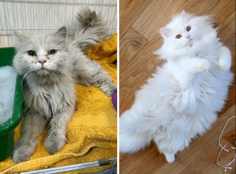 11 gatos que tuvieron una segunda oportunidad en la vida y sus asombrosas transformaciones