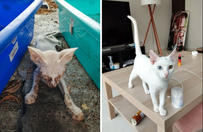 11 gatos que tuvieron una segunda oportunidad en la vida y sus asombrosas transformaciones