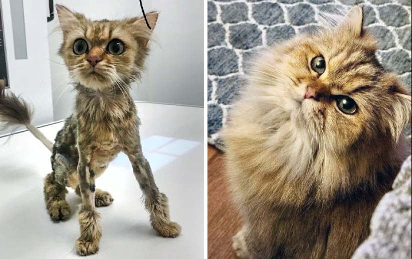 11 gatos que tuvieron una segunda oportunidad en la vida y sus asombrosas transformaciones