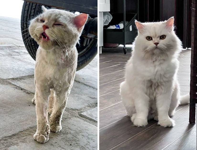 11 gatos que tuvieron una segunda oportunidad en la vida y sus asombrosas transformaciones