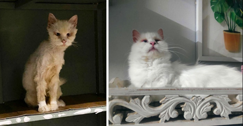 11 gatos que tuvieron una segunda oportunidad en la vida y sus asombrosas transformaciones