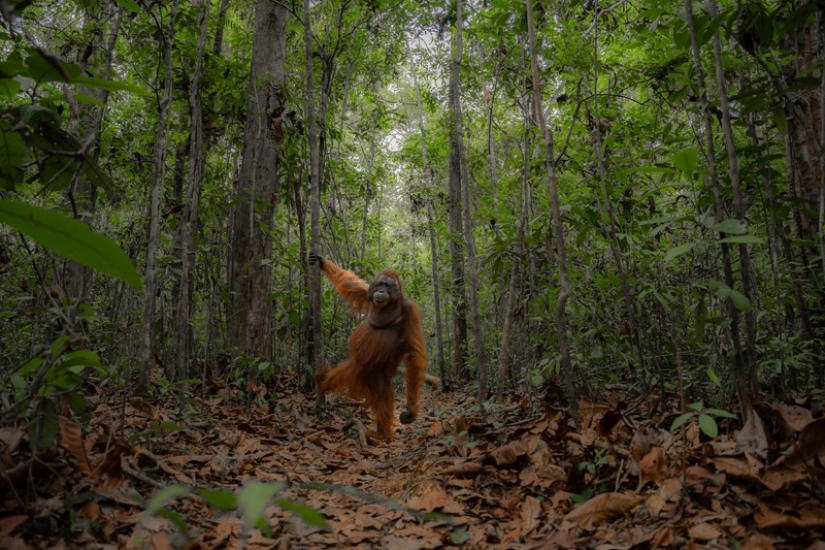 11 wildlife photos showing the metal, serene, and cheeky side of nature