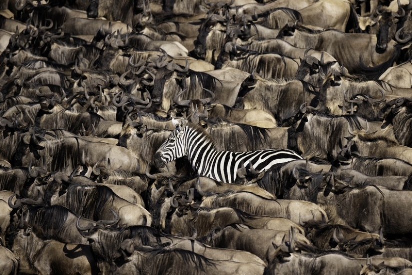 11 wildlife photos showing the metal, serene, and cheeky side of nature