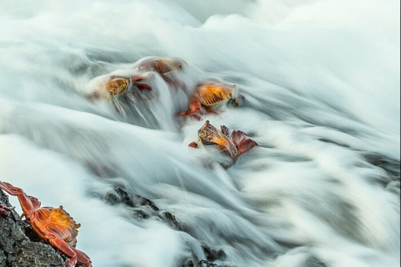 11 Winners Of The World Nature Photography Awards 2024