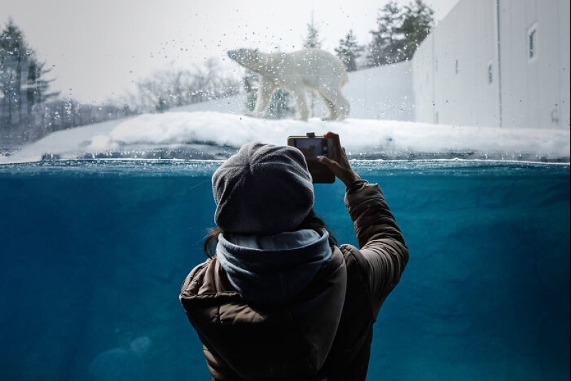 12 Captivating Animal Photos Of Polar Bears I Captured At The Zoo