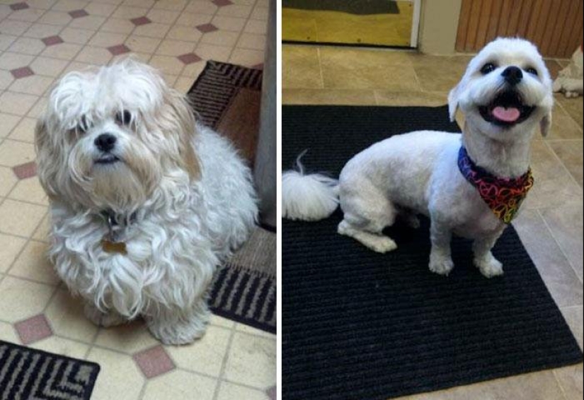 12 cases when you don't recognize your dog after a haircut