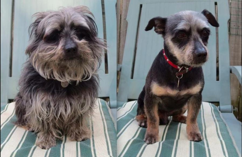 12 cases when you don't recognize your dog after a haircut