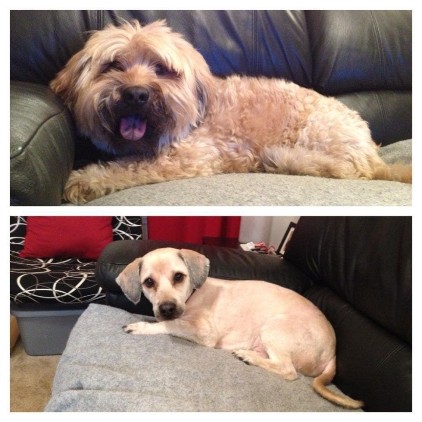 12 cases when you don't recognize your dog after a haircut