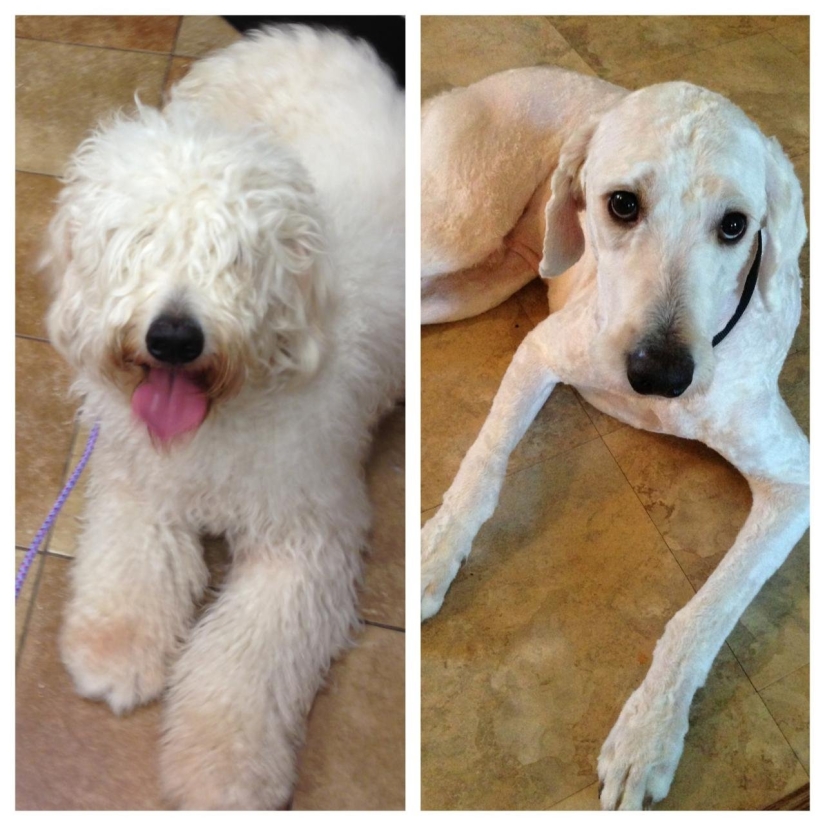 12 cases when you don't recognize your dog after a haircut