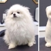 12 cases when you don't recognize your dog after a haircut