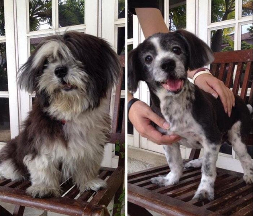 12 cases when you don't recognize your dog after a haircut