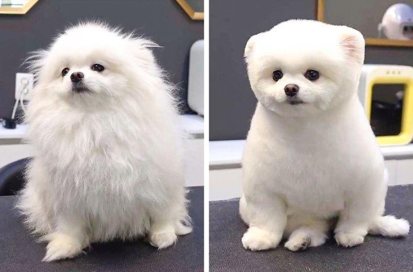 12 casos en los que no reconoces a tu perro después de un corte de pelo