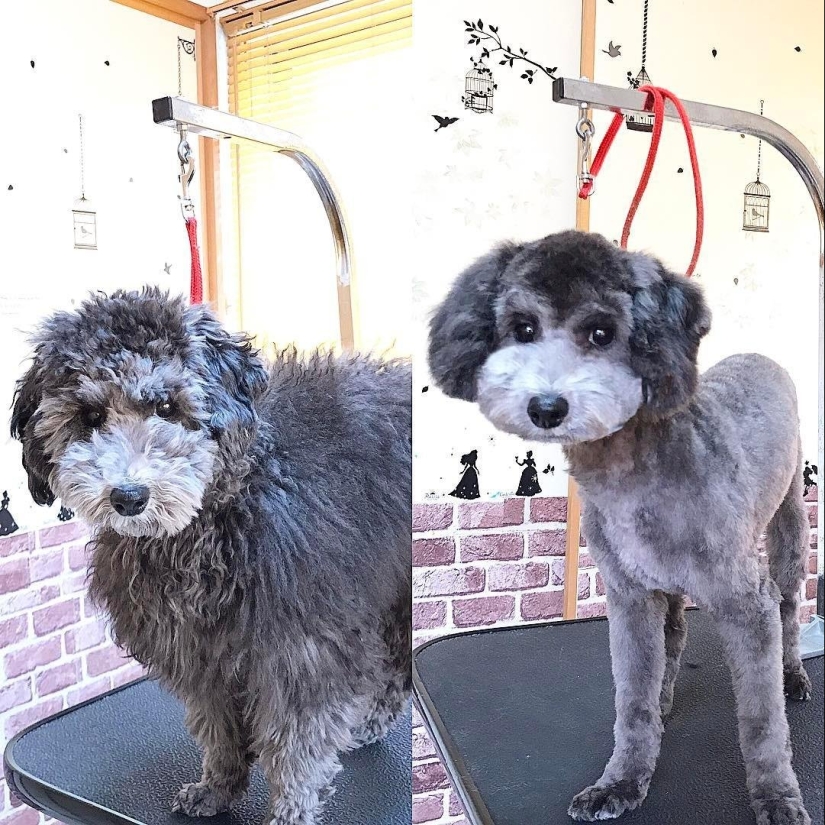 12 casos en los que no reconoces a tu perro después de un corte de pelo