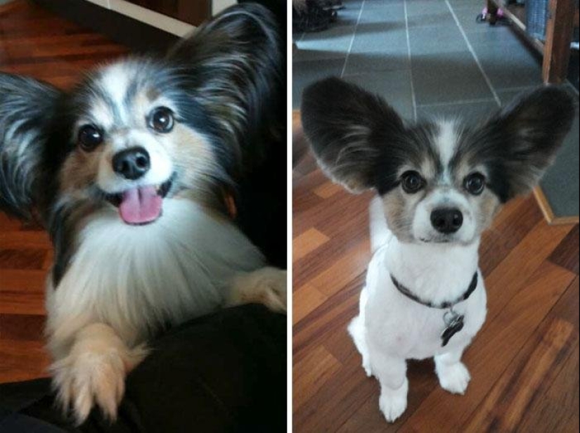 12 casos en los que no reconoces a tu perro después de un corte de pelo