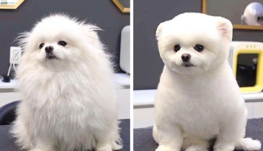 12 casos en los que no reconoces a tu perro después de un corte de pelo