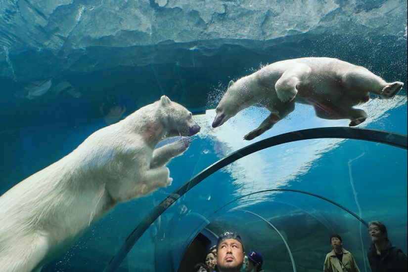 12 cautivadoras fotografías de animales de osos polares que capturé en el zoológico