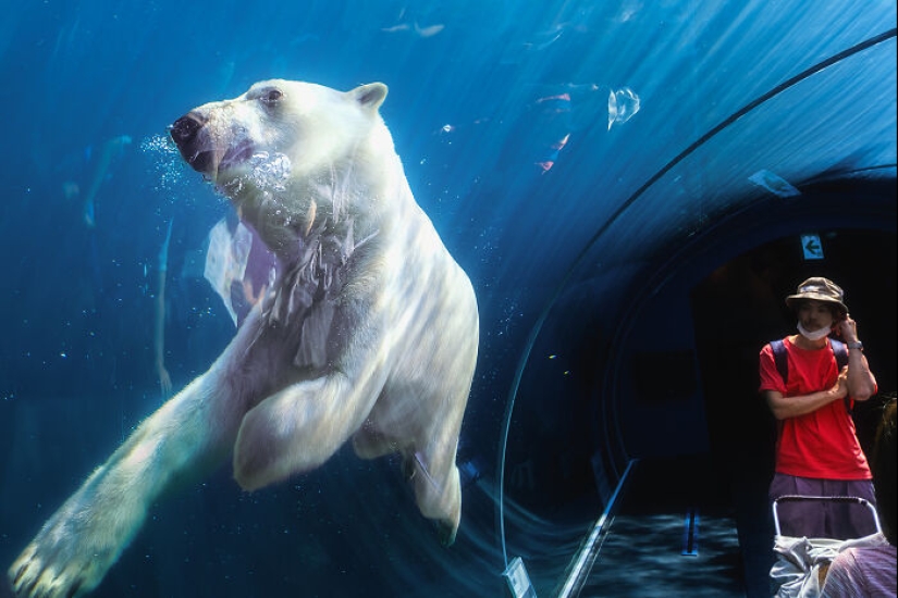 12 cautivadoras fotografías de animales de osos polares que capturé en el zoológico