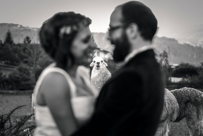 12 fotos de boda que fueron arruinadas por algún bruto