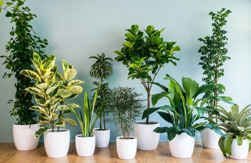 12 home plants that can survive even in the darkest corner