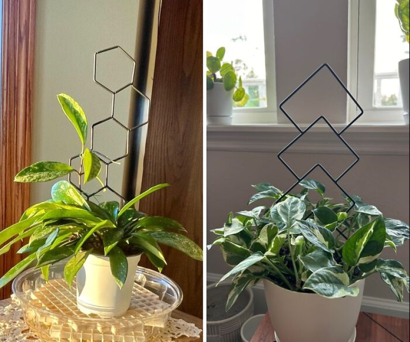 12 Must-Haves For Plant Parents Reaching For The Leafy Pinnacle